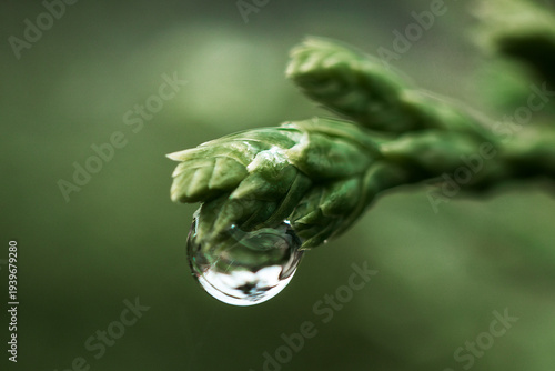 Water drops after rain on an evergreen tree branch. Macro shot.
