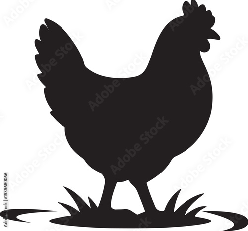 Silhouette of a Chicken Standing on Grass