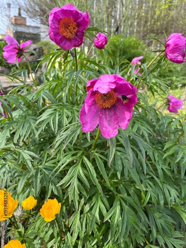 Flowering Paeonia anomala with large pink flowers in spring garden.evasive peony,Maryin root.Wild rare flower.Blooming peonies and flying bumblebee. Flower background