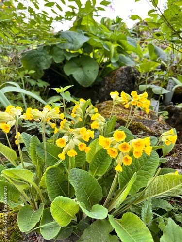 Flowering Primula veris with yellow flowers in summer garden.cowslip yellow spring flowers.petrella,herb peter,peggle,key flower,key of heaven,Primula officinalis.Primroses.ornamental garden plant