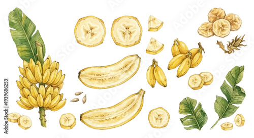 水彩バナナ素材セット トロピカルフルーツイラスト Banana Watercolor Illustration Set