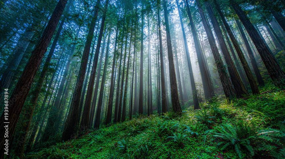 Fototapeta premium Dense Forest with Tall Trees and Sunlight Rays