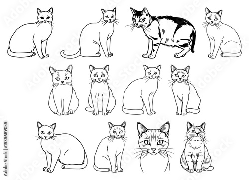 Delicate hand-drawn cat line art illustration showcasing elegant feline silhouette with whiskers and tail, perfect for creative projects