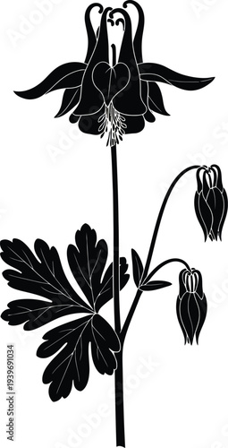 Vector of a delicate black silhouette of an elegant columbine flower with buds and blooms