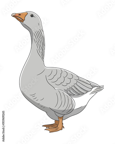 Vector of a graceful gray goose with an orange beak and feet standing elegantly against a white background
