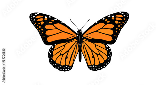 Monarch butterfly with vibrant orange wings and black veins on a white background