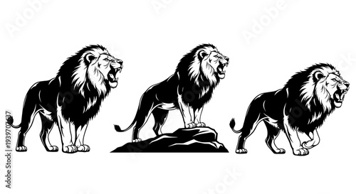 Majestic male lions in dynamic poses showcasing power and strength isolated on a clean white background black and white