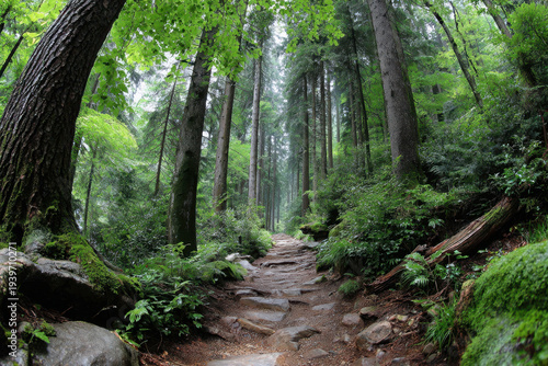 Misty Forest Path with Lush Greenery and Trees