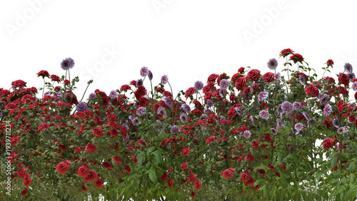 Bild auf Leinwand A lush garden bursting with vibrant red roses and delicate purple asters
