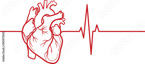 A red line drawing of a human heart with an electrocardiogram reading