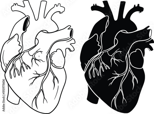 Anatomical drawings of a human heart in black and white with contrasting backgrounds