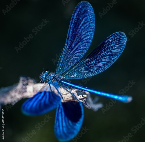 A blue dragonfly stands on a branch by a river in spring. Macro photography.
