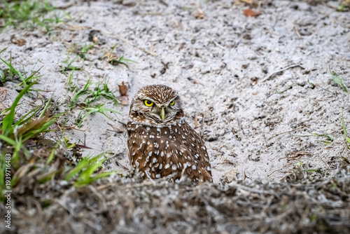 Burrowing owl in sandy burrow