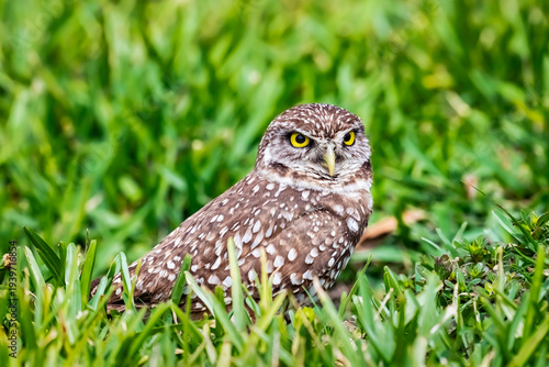 Burrowing owl in grass 5