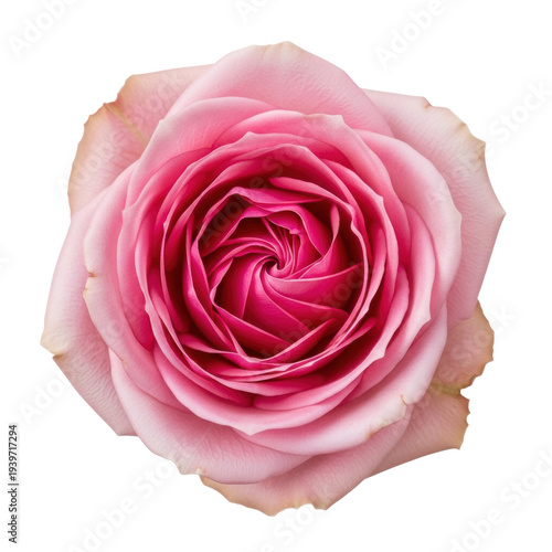 A magnificent, vibrant pink rose captured in a top-down macro close-up, showing intricate, perfectly symmetrical petals and a fuchsia to blush gradient on a transparent studio background. Concept of