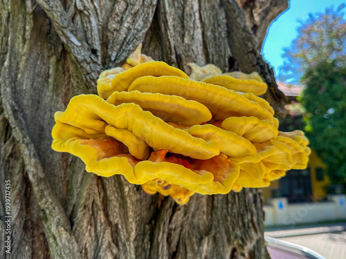 Photos Bright yellow bracket fungus growing on tree trunk