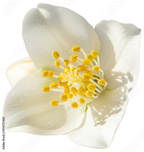 jasmine flower png white jasmine bloom png fragrant jasmine flower png transparent background image