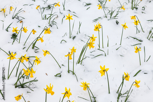 Daffodils dotted about in the snow