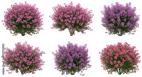 wild vine leaves png grape vine branch png botanical vine plant png transparent background image