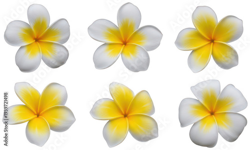 cosmos flower plant png blooming cosmos flower png garden blossom png transparent background image