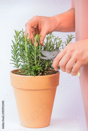 Hands harvesting fresh basil from a terracotta pot using pruning shears, showcasing vibrant green leaves and a clean background in a spring setting