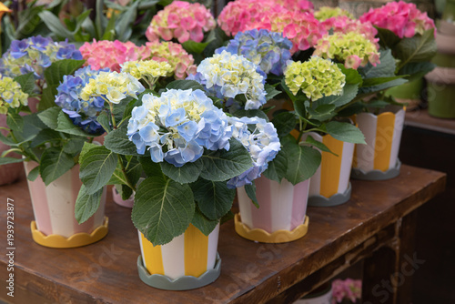Potted Hydrangea or hortensia flowers at garden shop during spring season.