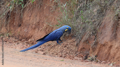 Bright Blue Bird Exploring Natural Terrain