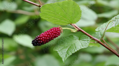 Close-up of ripening berries on a green vine