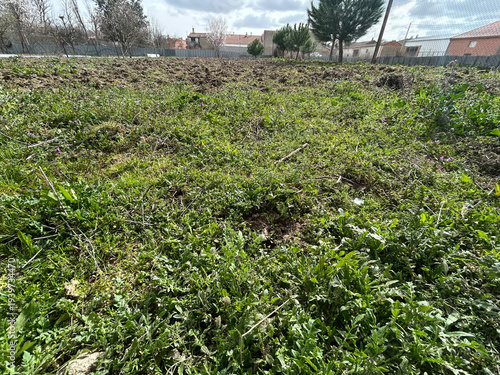Bilde på lerret Untended garden weeds and tilled soil developing