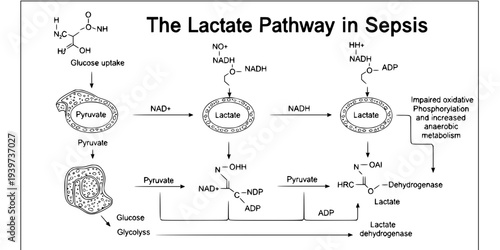 Lactate Test Sepsis Screening Icon