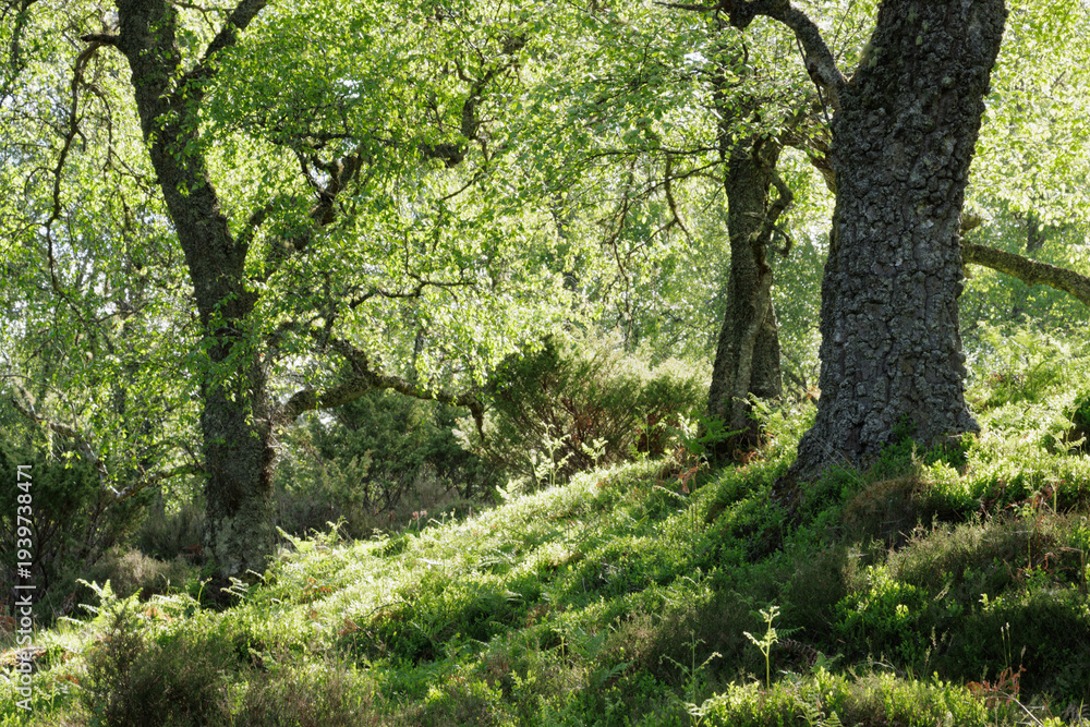 Obraz premium Sunlight shining through leafy branches in highland woodland, Scotland