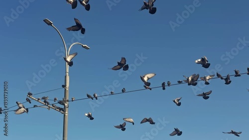 Pigeons perch on tram power lines and suddenly take flight against a clear blue sky. Urban wildlife scene capturing motion, freedom and everyday city life in natural daylight.