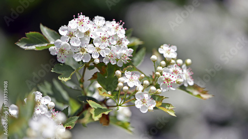 Foto Crataegus laevigata hawthorn tree in bloom during springtime, branches with green leaves and group of flowers and buds with white petals in daylight