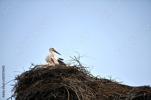 Two white storks. Ciconia. stork, wild bird. stork nest. a pair of birds in the nest. two storks. large wading, white beautiful bird. mating season. concept of love, family. close-up. space for text
