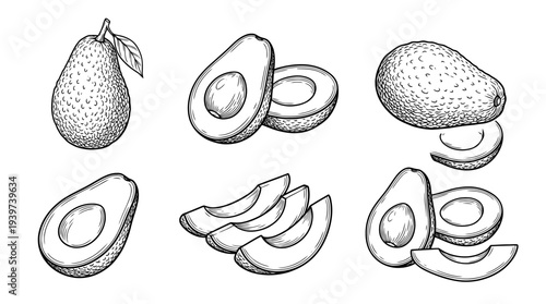 avocado , realistic line art vector set , white background , PNG and SVG isolate