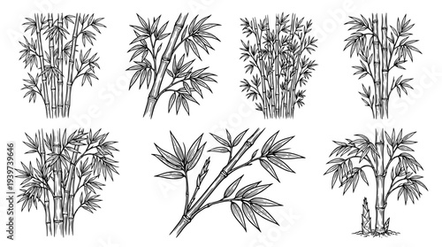 bamboo , realistic line art vector set , white background , PNG and SVG isolate