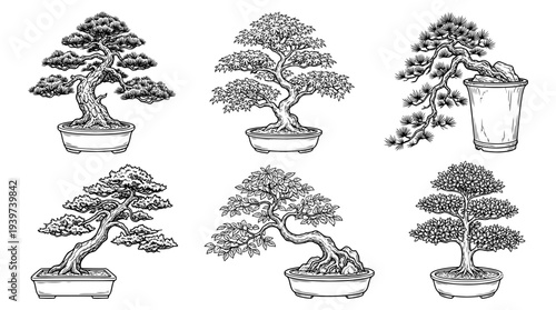 bonsai tree , realistic line art vector set , white background , PNG and SVG isolate