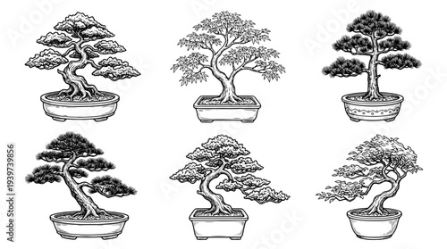 bonsai , realistic line art vector set , white background , PNG and SVG isolate