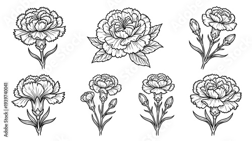 carnation , realistic line art vector set , white background , PNG and SVG isolate