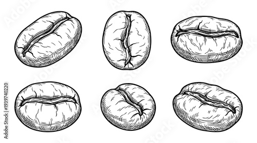 coffee beans , realistic line art vector set , white background , PNG and SVG isolate