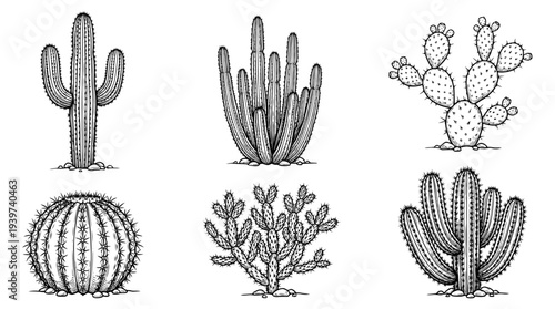 desert cactus , realistic line art vector set , white background , PNG and SVG isolate