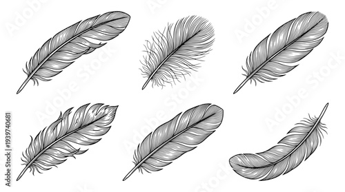 feather , realistic line art vector set , white background , PNG and SVG isolate