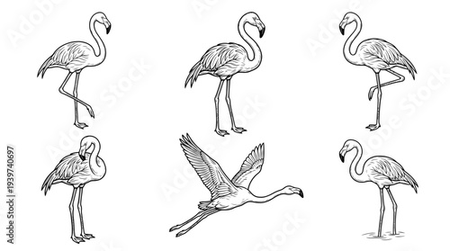 flamingo , realistic line art vector set , white background , PNG and SVG isolate