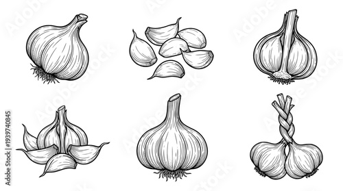garlic , realistic line art vector set , white background , PNG and SVG isolate