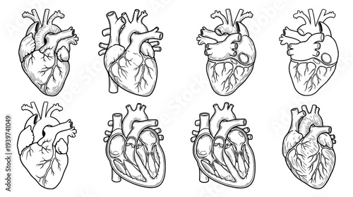 heart organ , realistic line art vector set , white background , PNG and SVG isolate