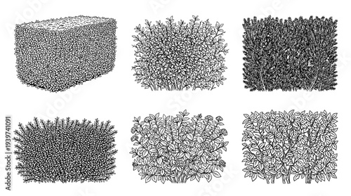 hedge , realistic line art vector set , white background , PNG and SVG isolate