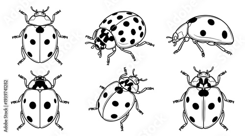 ladybug , realistic line art vector set , white background , PNG and SVG isolate