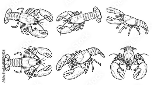 lobster , realistic line art vector set , white background , PNG and SVG isolate