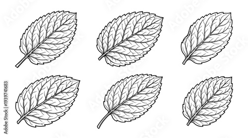 mint leaf , realistic line art vector set , white background , PNG and SVG isolate