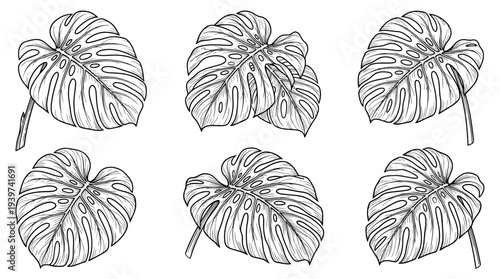 monstera leaf , realistic line art vector set , white background , PNG and SVG isolate